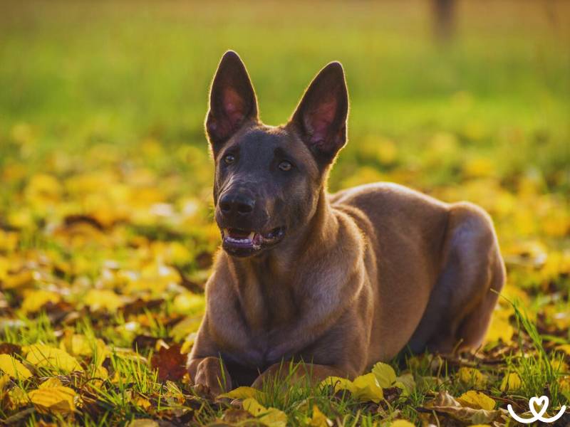 Plemeno-belgicky-ovcak-malinois (6)